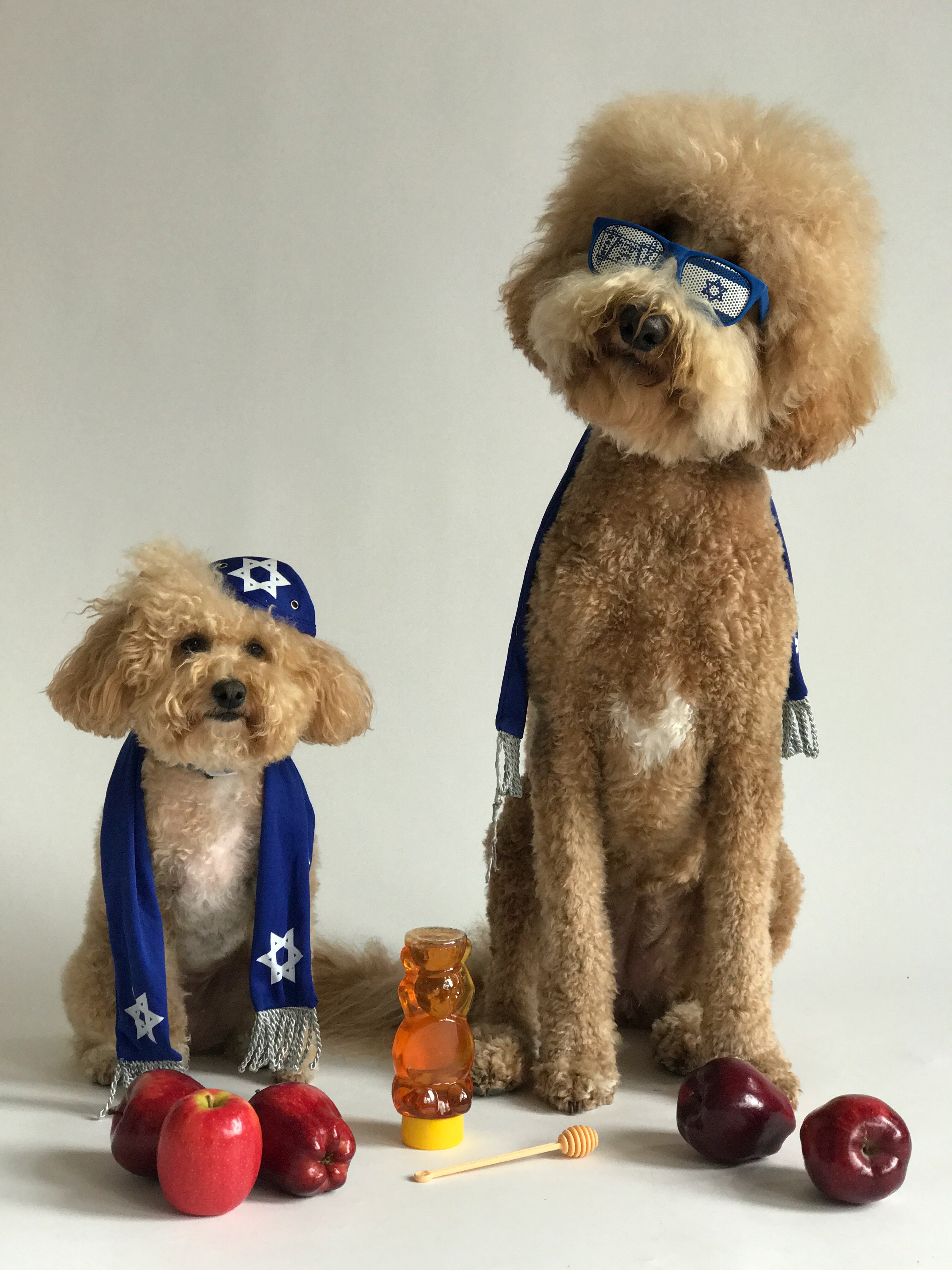 dogs dressed for rosh hashanah