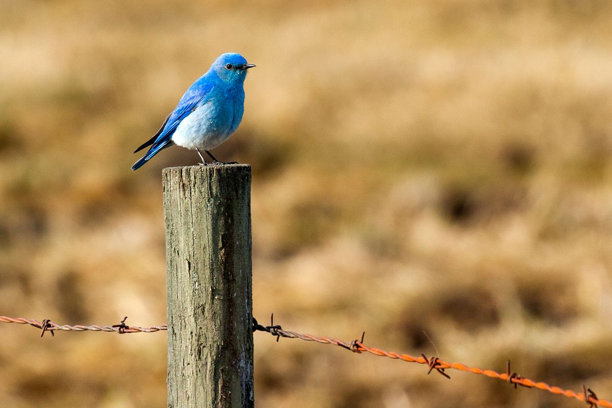 sad blue bird