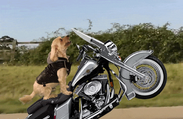 dog biker