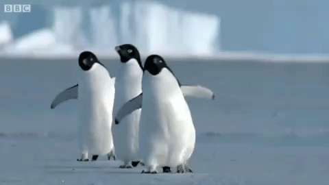 penguins
