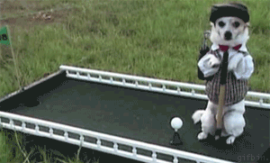 golfing dog