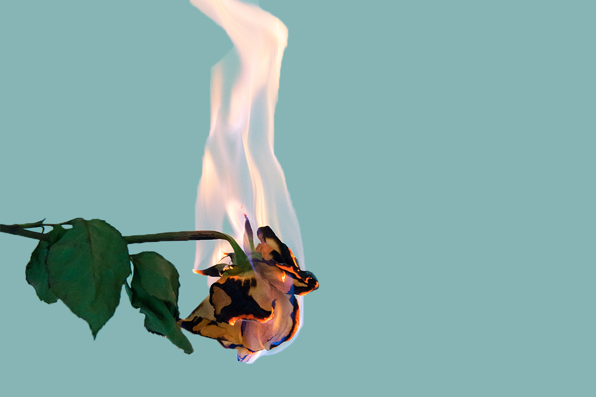 rose fire