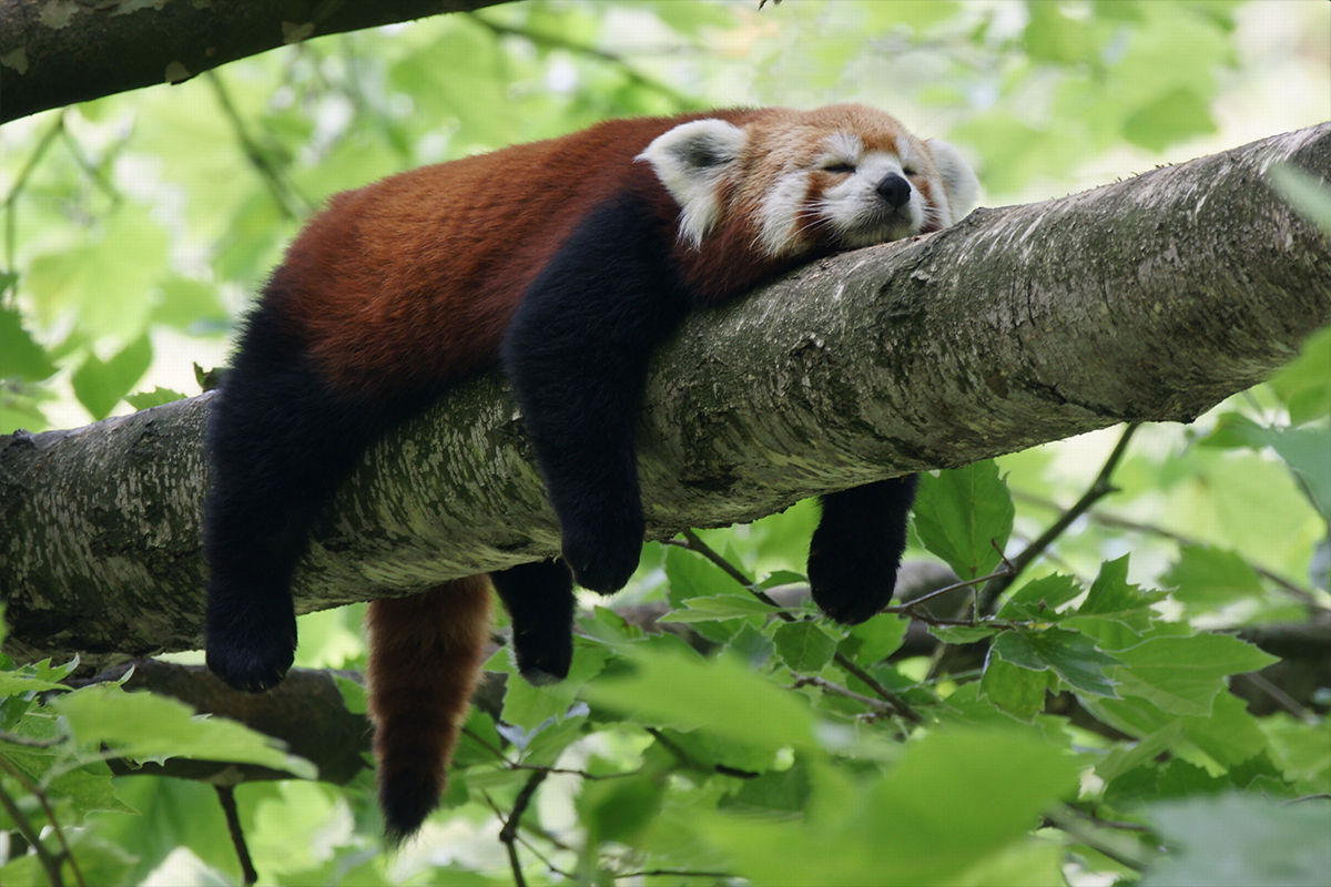 chill red panda