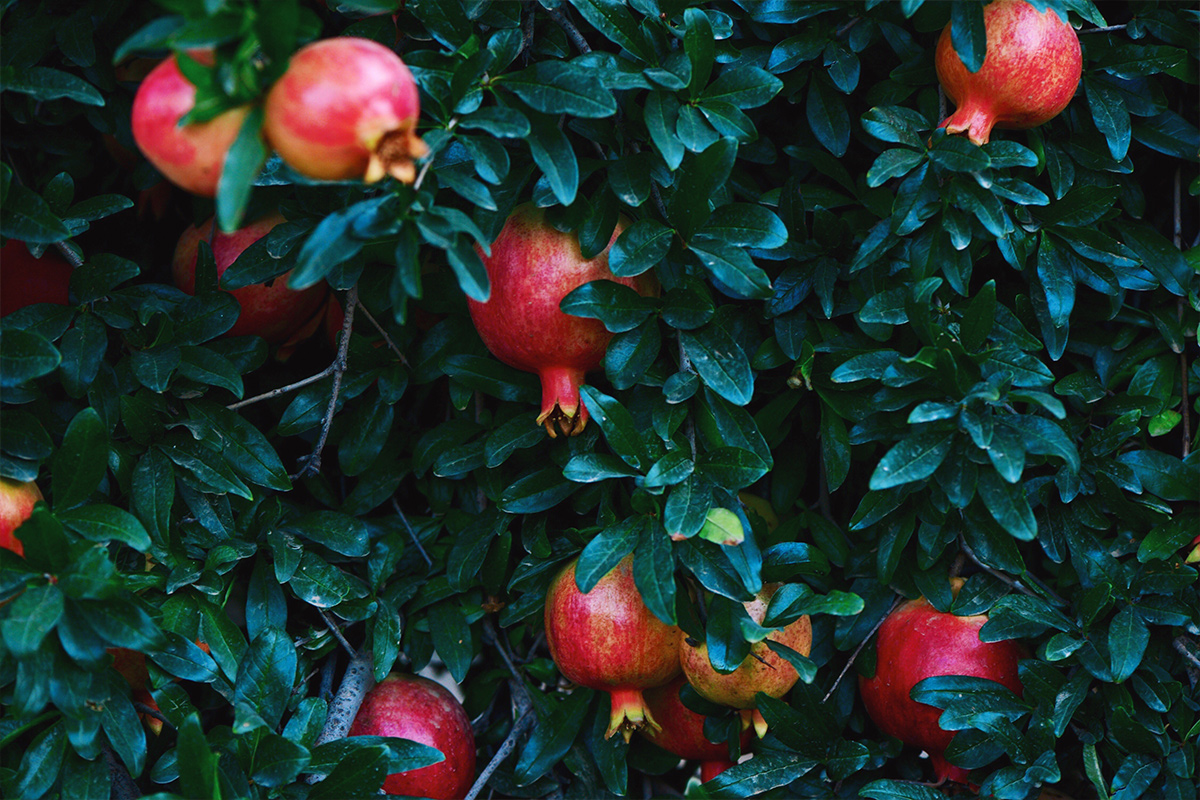 Rosh Hashanah Food Sephardic Mizrahi